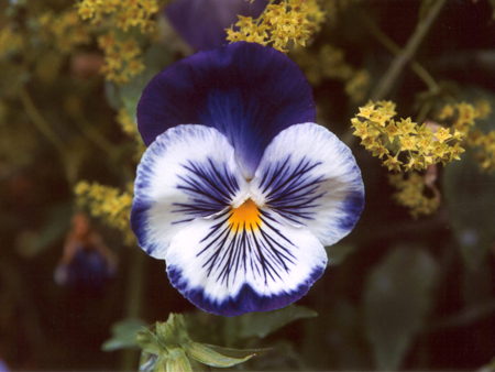 Blue Pansy